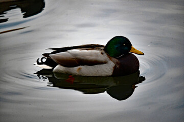 Stockente auf ruhigem Wasser