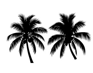 palm trees silhouette