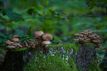 Pilze im Wald, der Hallimasch 2