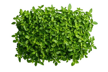 Obraz premium Lush Green Leafy Plant Background Natural Vibrant Healthy Foliage