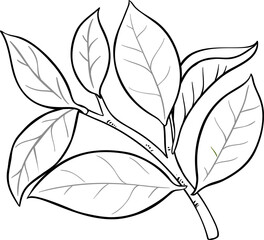 Sandalwood Branch Isolated Outline Illustration.