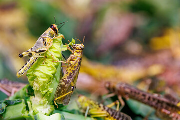 Male and female desert locusts, Schistocerca gregaria, found primarily in the deserts and dry areas...