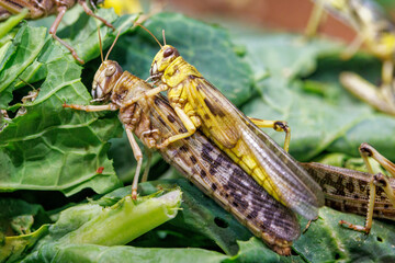 Male and female desert locusts, Schistocerca gregaria, found primarily in the deserts and dry areas of northern and eastern Africa, Arabia, and southwest Asia. Swarms cause crop devastation..