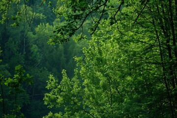 Obraz premium A peaceful forest scene with lush green trees swaying gently in a summer breeze, Lush green trees swaying in a gentle breeze