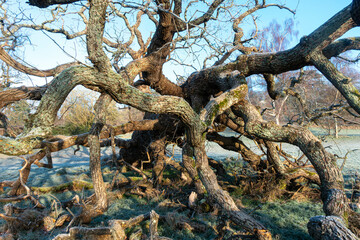An old, gnarly tree has fallen in Prospect Park, Reading UK, photographed early on a frosty winter's day.