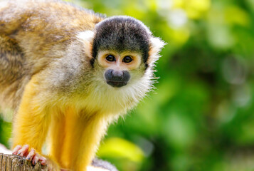 Closeup of a black capped squirrel monkey, Saimiri boliviensis. A New World monkey native to the upper Amazon basin in Bolivia, western Brazil and eastern Peru.