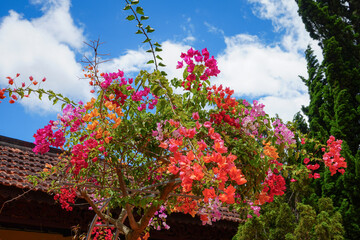 Multicolored flowers in temple garden, in front of ancient walls 