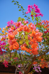 Orange flower in temple garden, clear sky background 