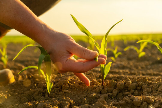Hand of farmer touching young seedling plant sprout in sunlight in field close up. Female agronomist examining shoots of corn, new harvest. Cornfield vegetable garden growing