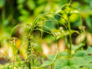 Wet Green Curvey Climber Fronds