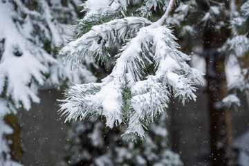 Beautiful winter natural landscape, winter in the park and garden, snow on plants.
