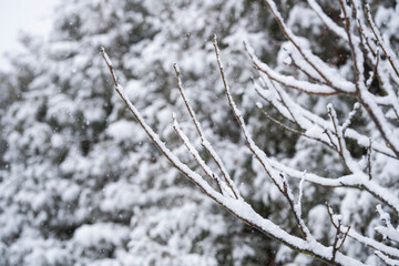 Beautiful winter natural landscape, winter in the park and garden, snow on plants.