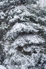 Beautiful winter natural landscape, winter in the park and garden, snow on plants.