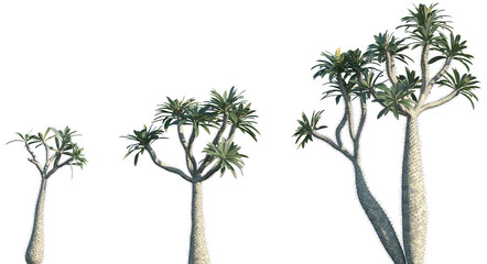 Set of Pachypodium geayi frontal isolated png on a transparent background perfectly cutout