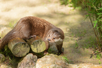 Eurasian river otter sitting on a tree stump on a sunny day, Lutra lutra. Natural behavior of wild...