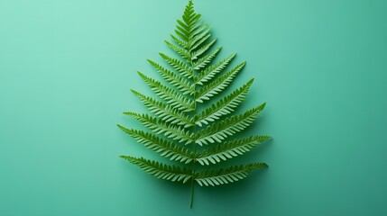 Delicate fern frond presents detailed leaves against minimal green background, featuring natural organic composition with soft shadows in clean modern botanical photography style.