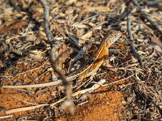 Three-eyed Lizard Chalaradon madagascariensis, Madagascar island tropical forest jungle lizard