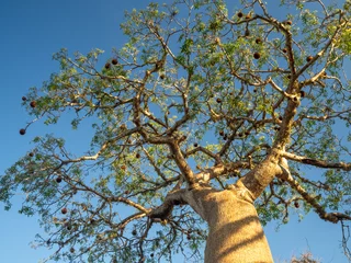 Fotobehang Landscapes of the island of Madagascar, Central Highlands baobab tree forest © jzajic