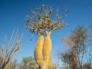 Landscapes of the island of Madagascar, Central Highlands baobab tree forest