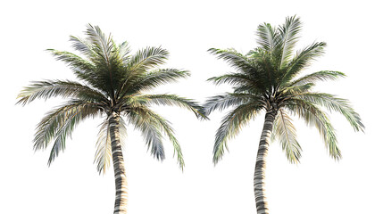 date palm tree isolated on white background