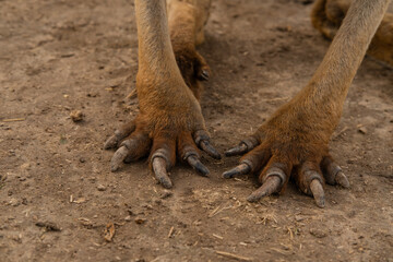 kangaroo paws with claws in a zoo close-up