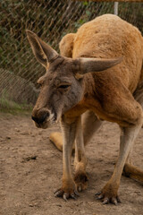 big red kangaroo in a petting zoo close-up