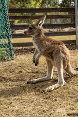 small breed of kangaroo in the petting zoo