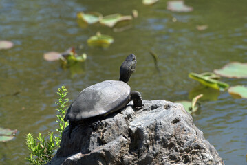 Obraz premium 東寺 池の亀 京都市南区