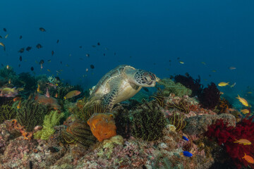 Fototapeta premium Hawksbill sea turtle in the Sea of the Philippines 
