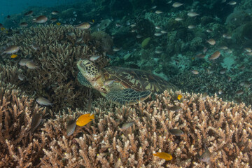Hawksbill sea turtle in the Sea of the Philippines
