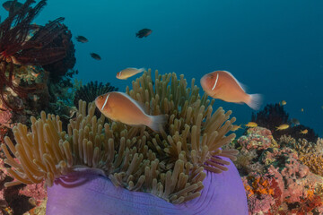 Fish swim in the Sea of the Philippines
