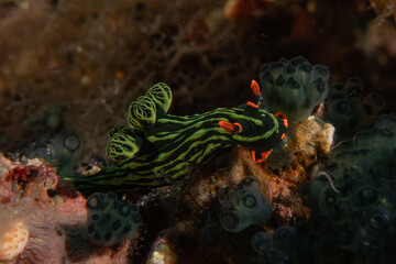 Sea slug in the Sea of the Philippines
