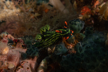 Sea slug in the Sea of the Philippines
