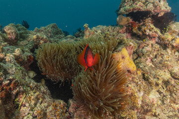 Clown-fish anemonefish in the Sea of the Philippines
