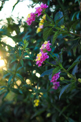 flowers in the garden, purple flowers and green leaves