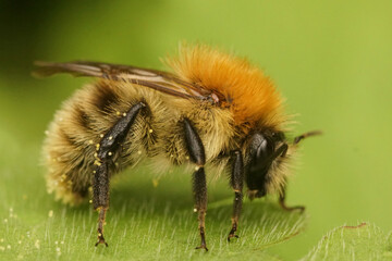 Closeup on the European common brown banded carder or bumblebee, Bombus pascuorum
