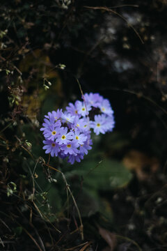 flower in the garden
