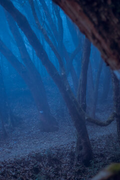 foggy forest