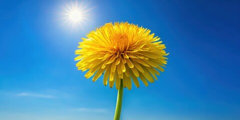 Large dandelion with bright yellow petals against a clear blue sky background, countryside, yellow flowers