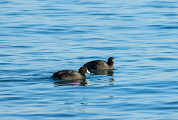 Two coots are the clear focus. They are black overall, with a distinctive white frontal shield on...