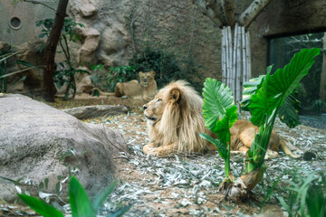 Spokojny lew w ogrodzie zoologicznym © Adam.rtk