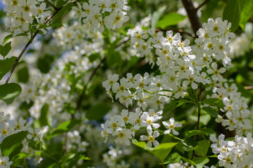 black and white photo of a church steeple against a cloudy sky