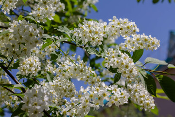 White flowers of bird cherry on a background of green leaves in spring