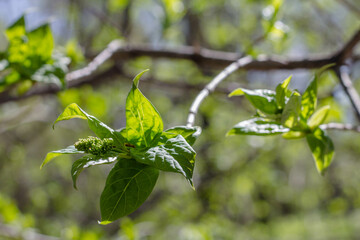 Green leaves on a tree in the spring forest. Shallow depth of field