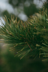Spruce pine branches in close-up.