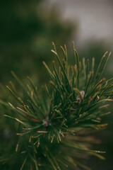 Spruce pine branches in close-up.