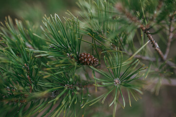 A spruce pine branch with a cone in close-up.