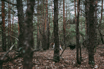 A British Spaniel dog is on the move against a backdrop of forest and nature.
