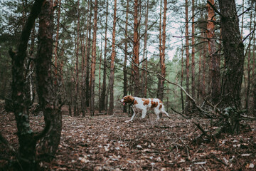 A British Spaniel dog is on the move against a backdrop of forest and nature.