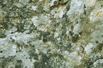 Moss on the gray rock